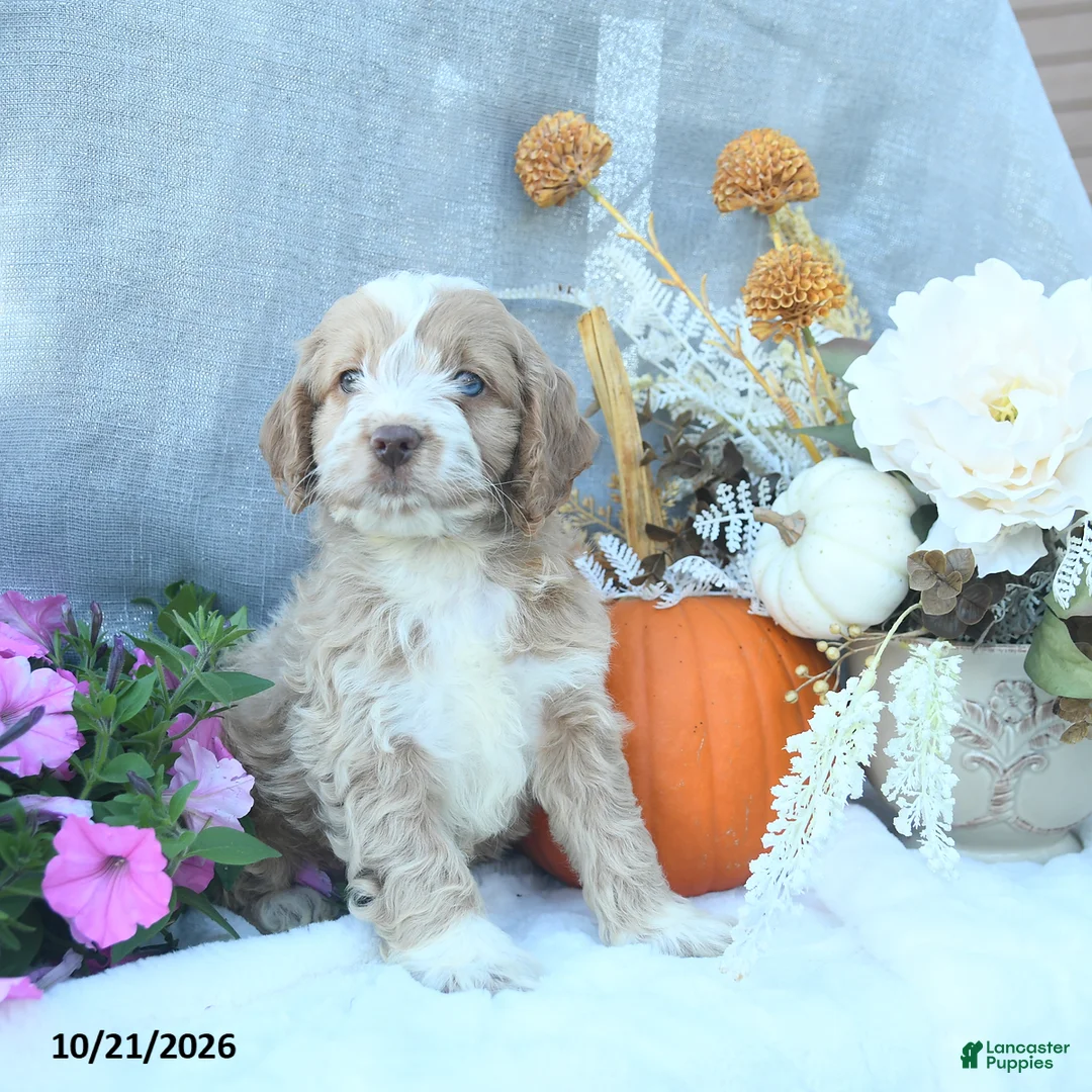 Cockapoo dogs for sale: Ginger  - Ad 1