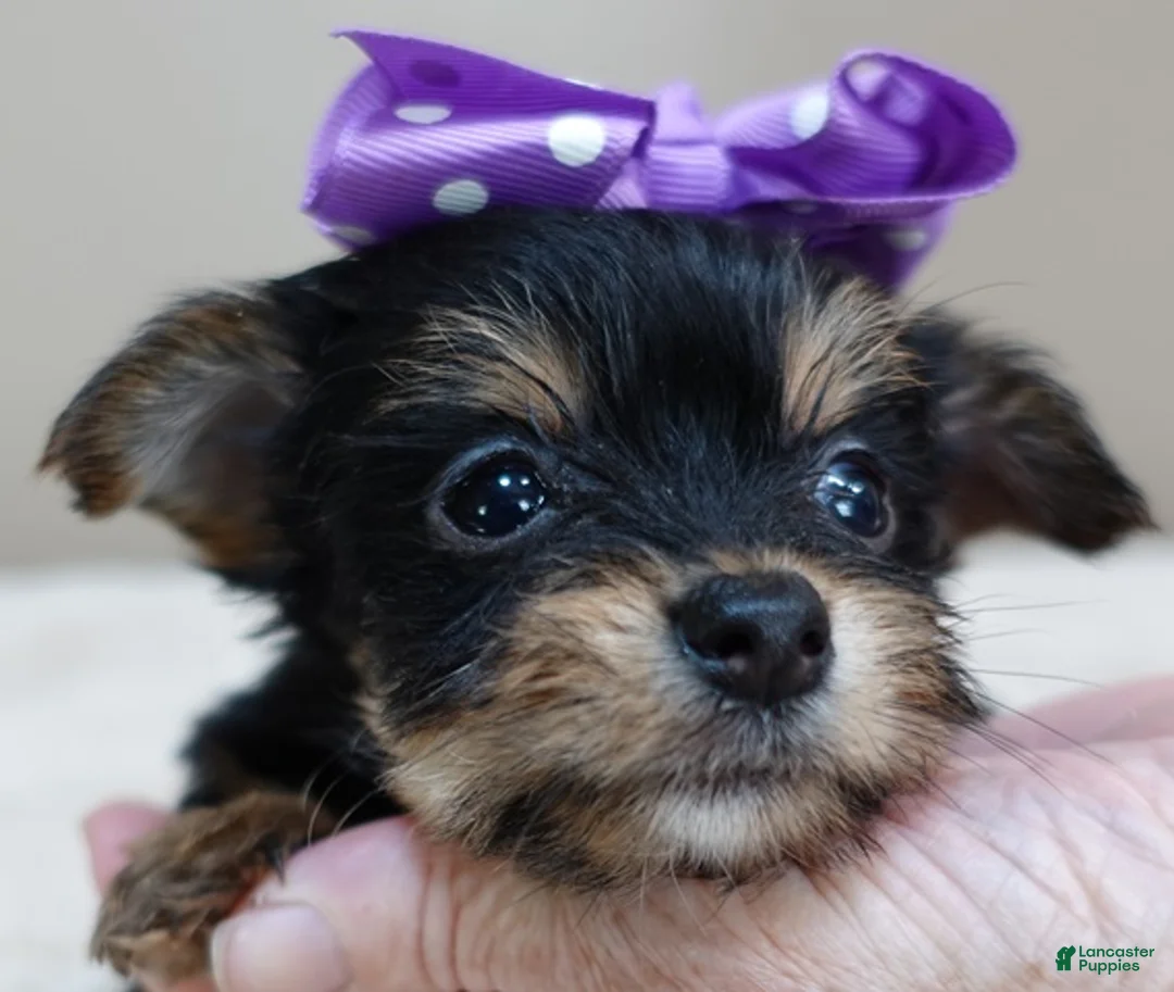 Yorkshire Terrier dogs for sale: Bonbon 18 ounces - Ad 2