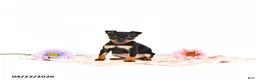 Miniature Pinscher dogs for sale: Jenna       EXTRA SMALL - Ad 3