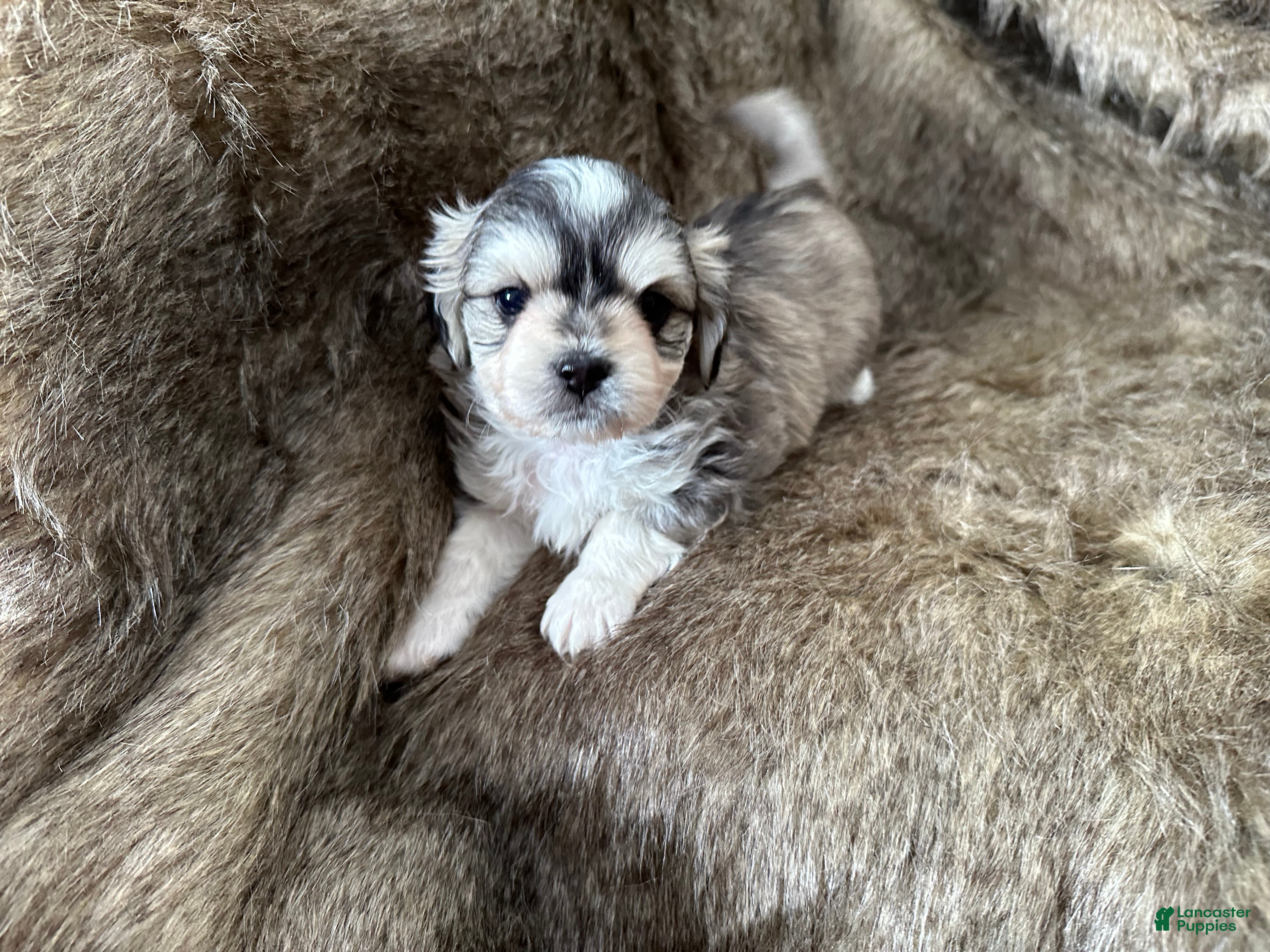 Mixed Breed dogs Ryan - Ad 1