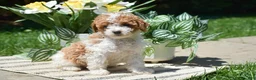 Miniature Poodle dogs for sale: Paisley - Ad 7