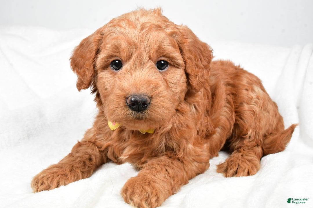 Mini Goldendoodle dogs for sale: Bruce - Ad 6