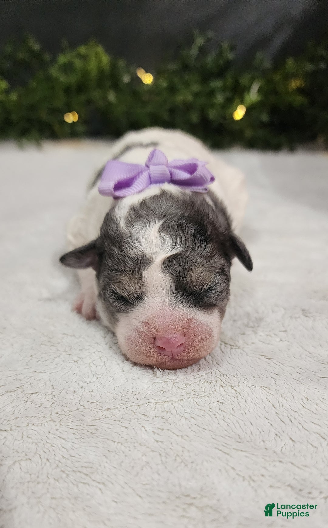 Miniature Poodle dogs for sale: Princess  - Ad 2