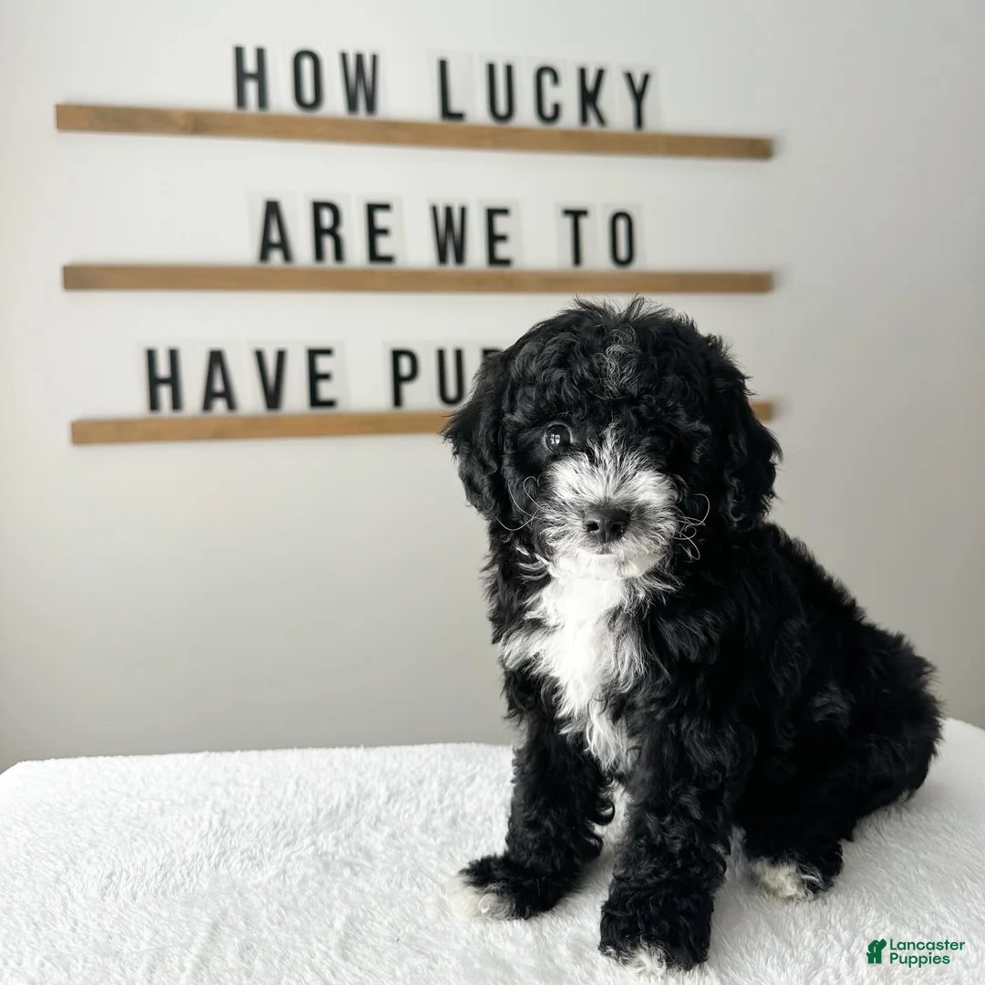 Cavachon dogs for sale: Bullseye - Ad 1