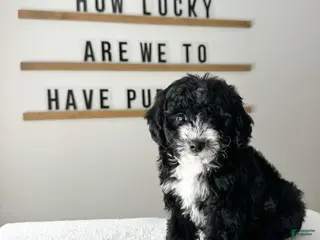 Cavachon dogs Bullseye - Ad 15