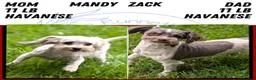 Havanese dogs for sale: Talia - Ad 8