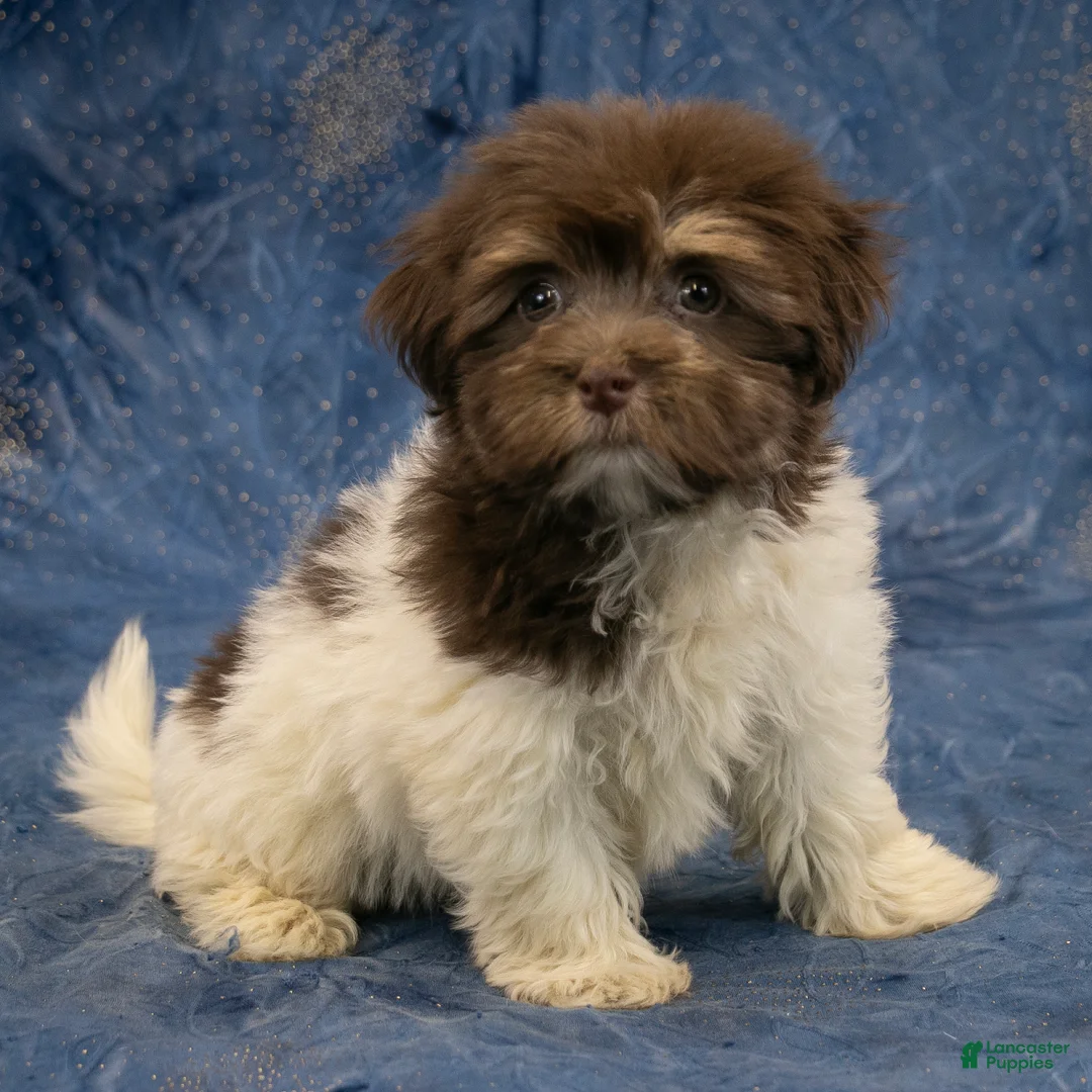 Havanese dogs for sale: Layla - Ad 1