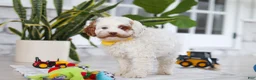 Cockapoo dogs for sale: Juniper - Ad 7