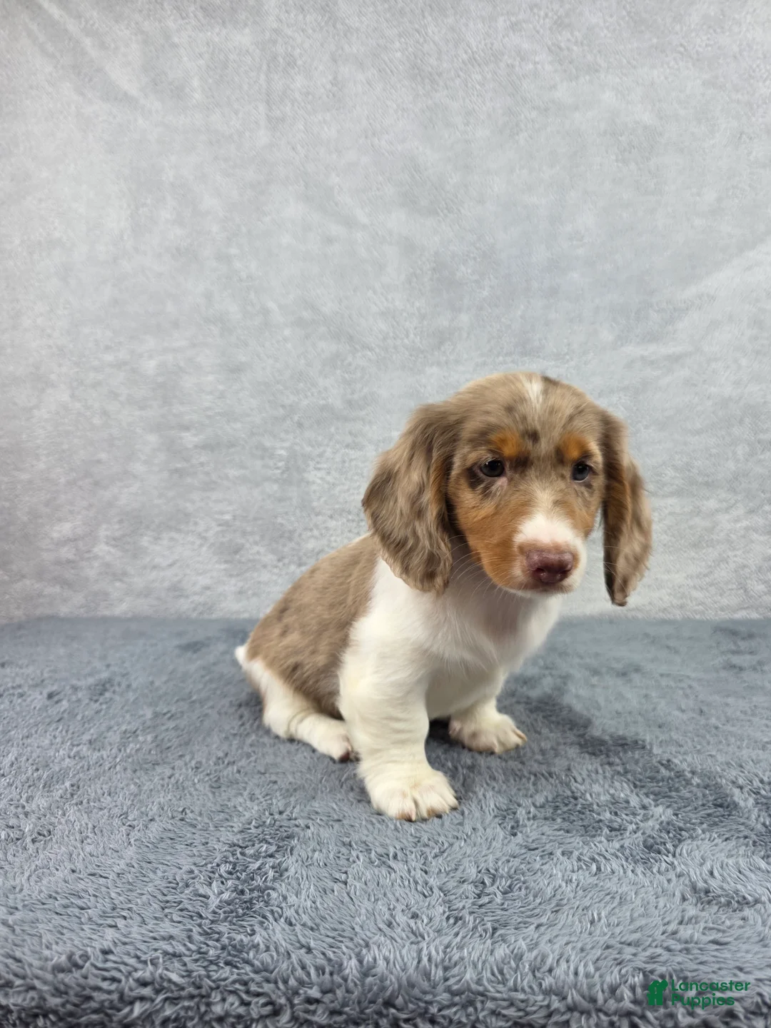 Miniature Dachshund dogs for sale: Jasper - Ad 7