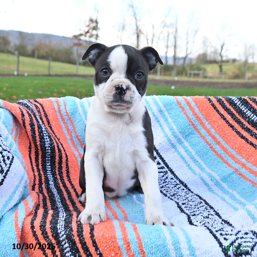Boston Terrier dogs for sale: Nutella - Ad 2