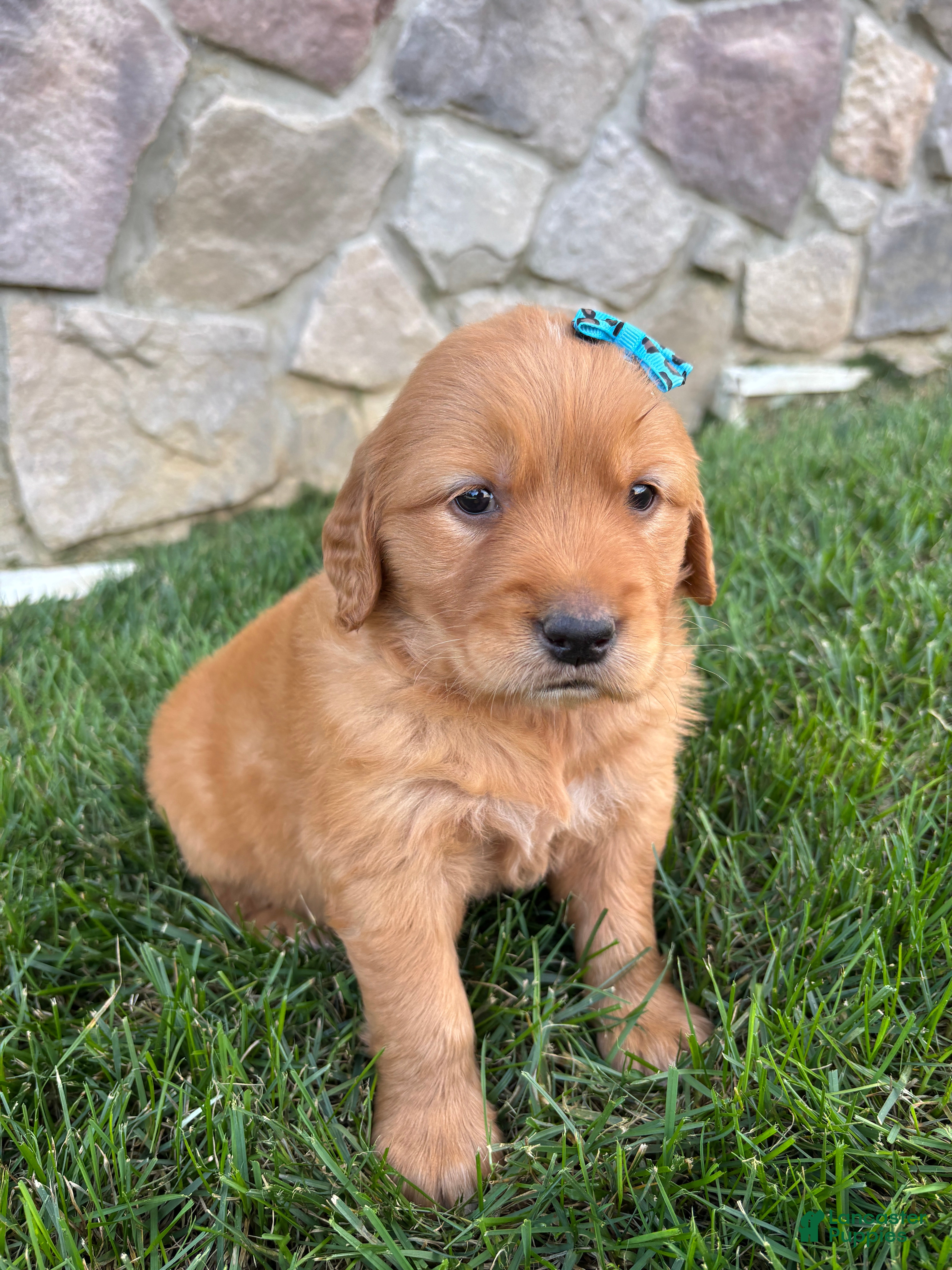 Ryder