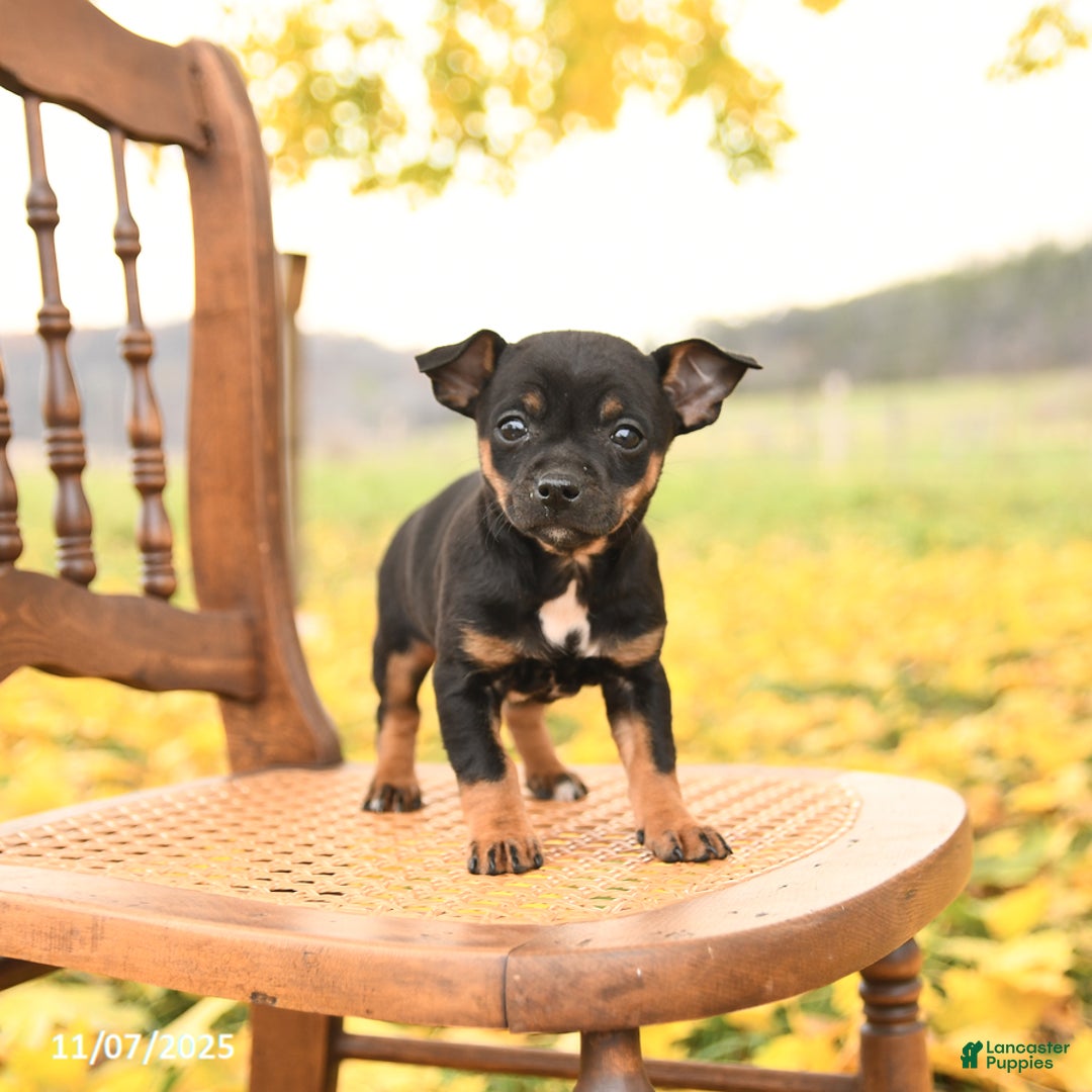 Chihuahua dogs for sale: Flora   - Ad 1