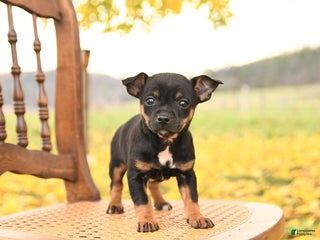 Chihuahua dogs Flora - Ad 9