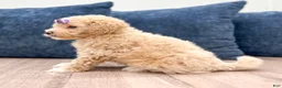 Bichpoo dogs for sale: Zoey - Ad 4