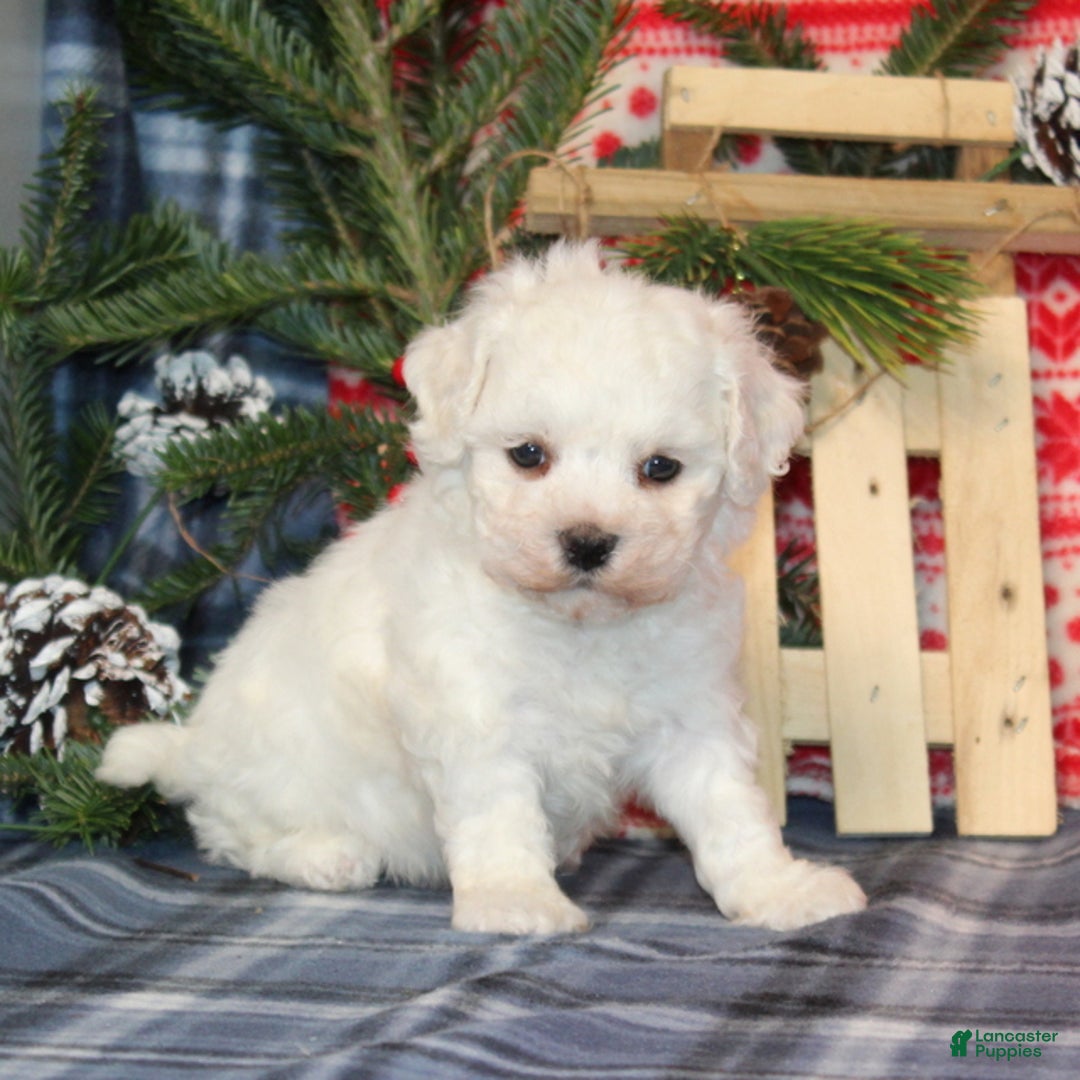 Bichon Frise dogs for sale: Irene - Ad 3