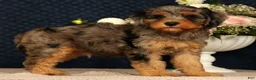 Cavapoo dogs for sale: Kurt - Ad 6