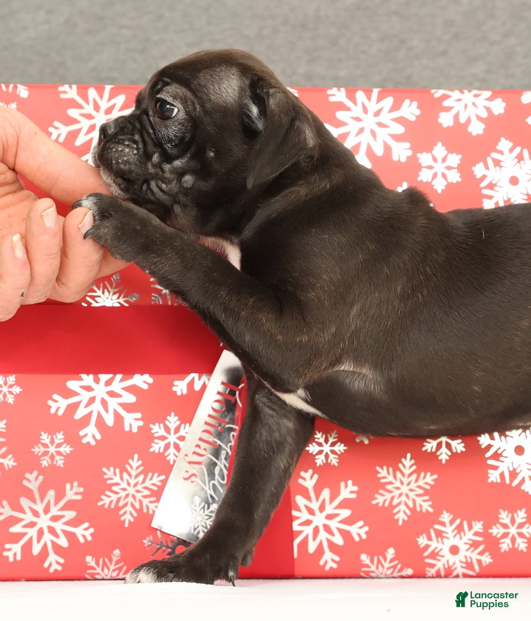Frenchton dogs for sale: Eggnog - Ad 3
