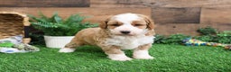 Mini Goldendoodle dogs for sale: Linguine  - Ad 1