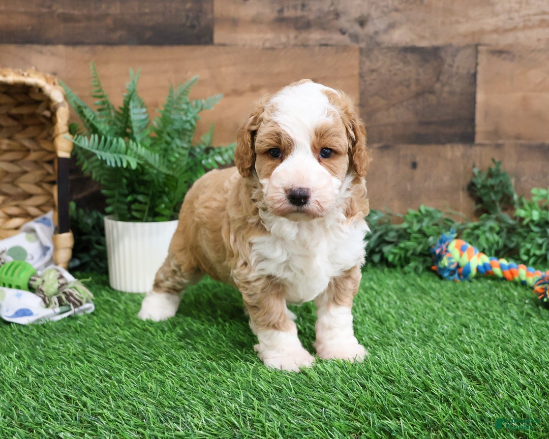 Mini Goldendoodle dogs for sale: Linguine  - Ad 1