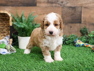 Mini Goldendoodle dogs Linguine - Ad 38