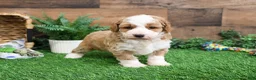 Mini Goldendoodle dogs for sale: Linguine  - Ad 7