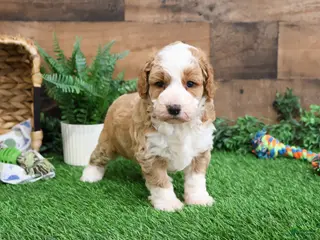 Mini Goldendoodle dogs Linguine - Ad 40