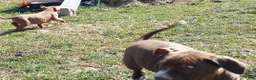 American Bully dogs for sale: Tyler Kaysak - Ad 5