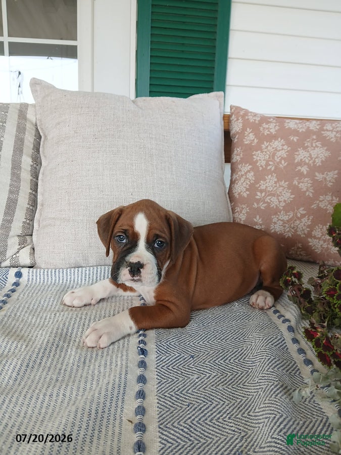 Boxer dogs Jumbo - Ad 2