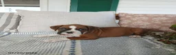 Boxer dogs for sale: Jumbo - Ad 2