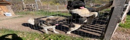 Akita dogs for sale: King - Ad 7
