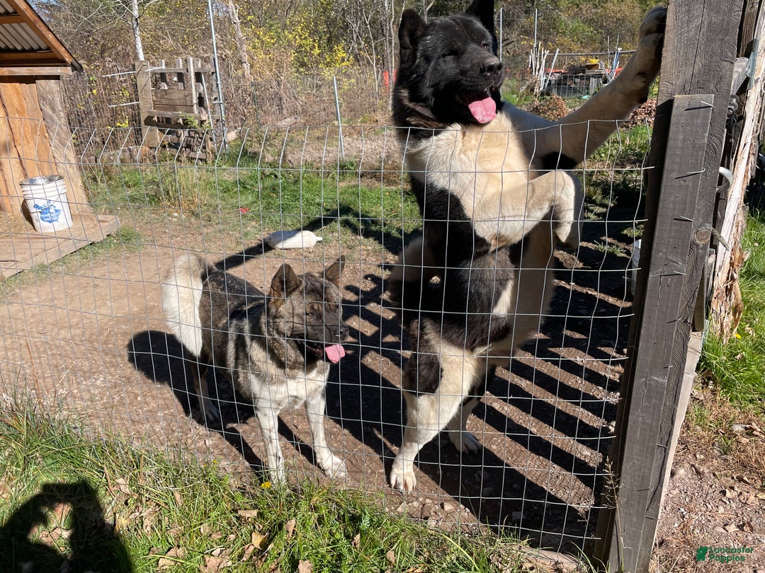 Akita dogs for sale: King - Ad 7