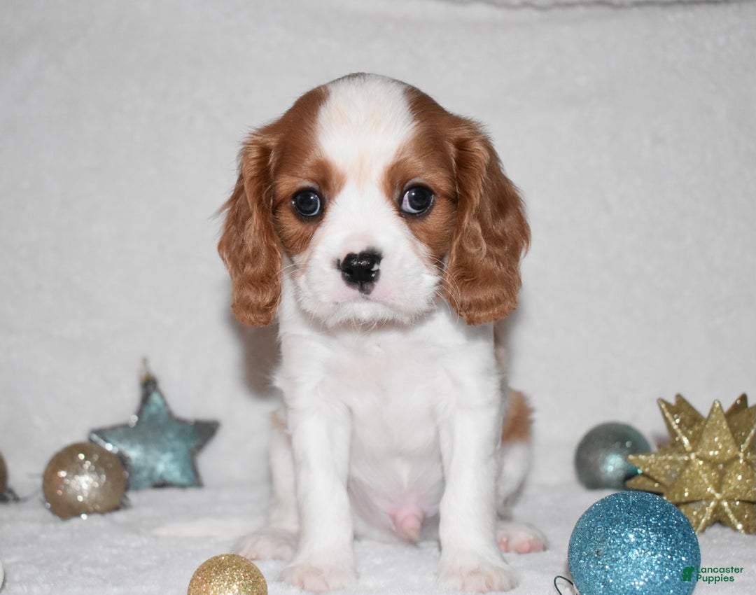 Cavalier King Charles Spaniel dogs for sale: Mack - Ad 12
