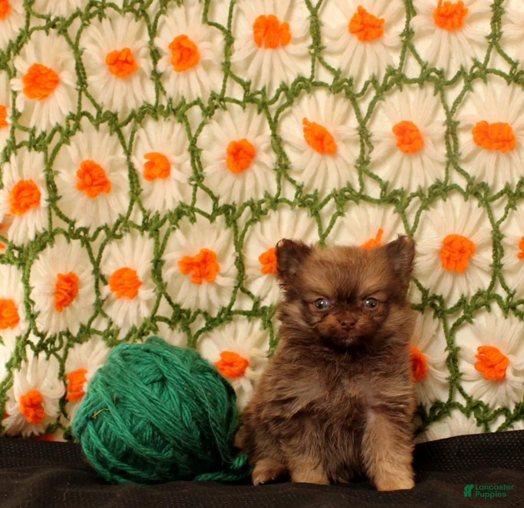 Pomeranian dogs for sale: kirk - Ad 2