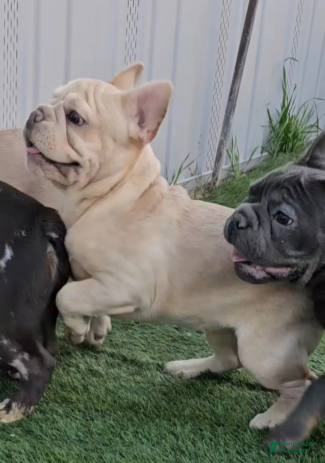 French Bulldog dogs for sale: French Bulldog Puppy 2 - Ad 14