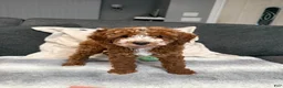 Mini Goldendoodle dogs for sale: Henry - Ad 3