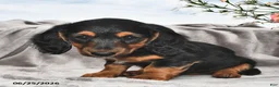 Miniature Dachshund dogs for sale: Millie - Ad 4