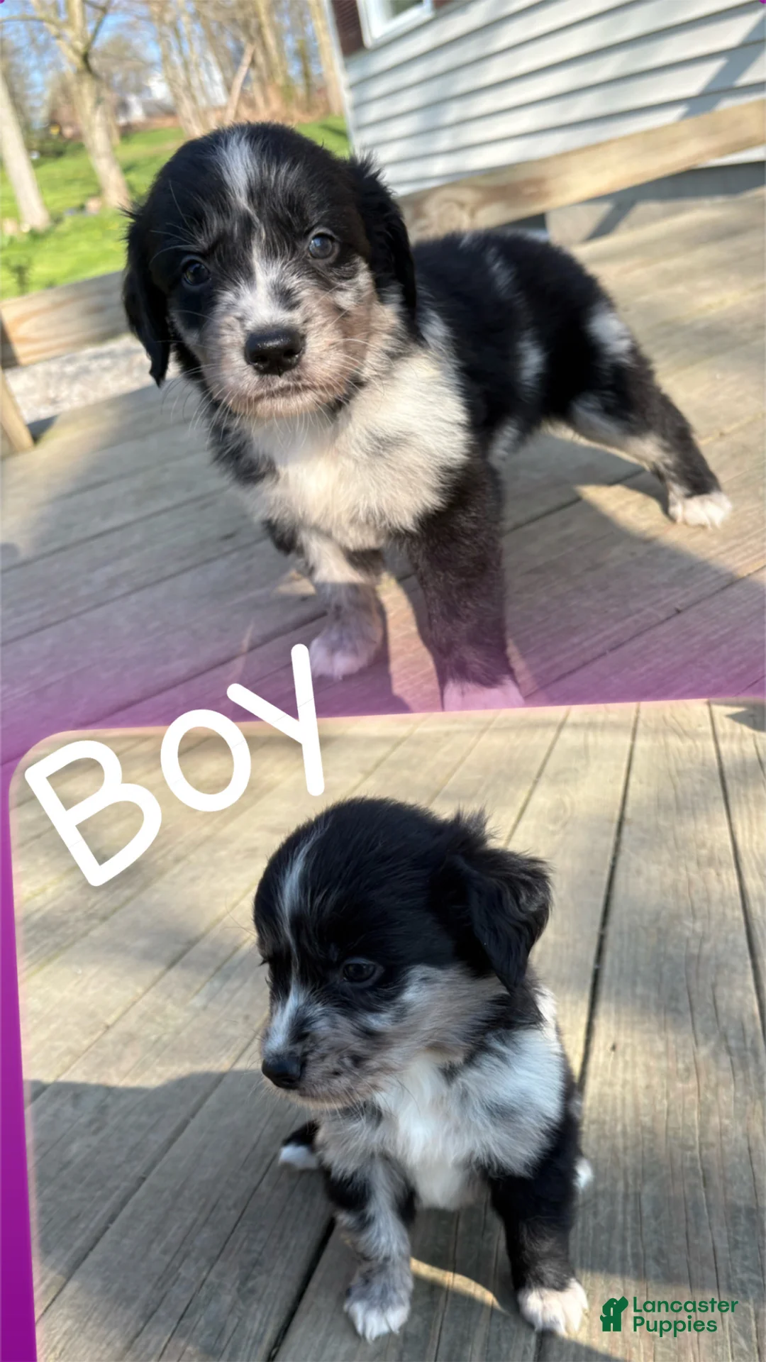Mixed Breed dogs for sale: Mixed Breed Puppy 4 - Ad 1