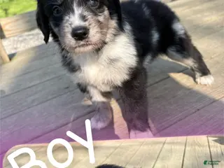 Mixed Breed dogs Mixed Breed Puppy 4 - Ad 2