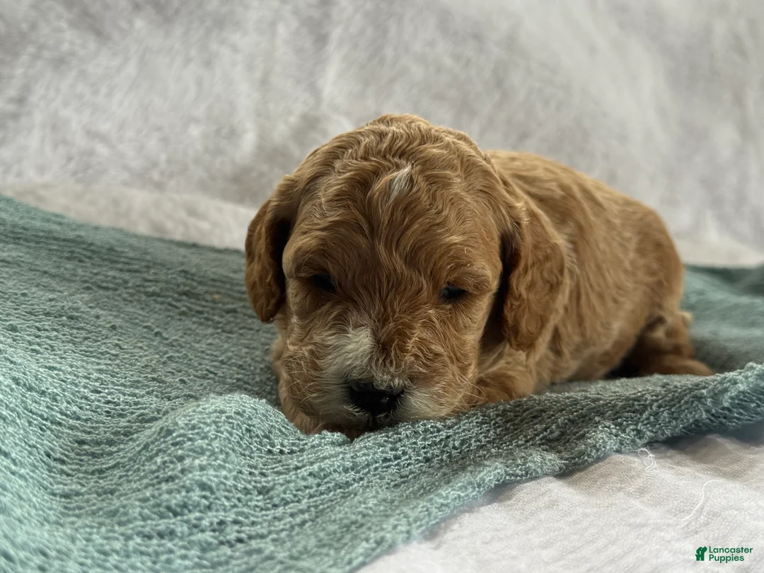 Cavapoo dogs for sale: Archer - Ad 3