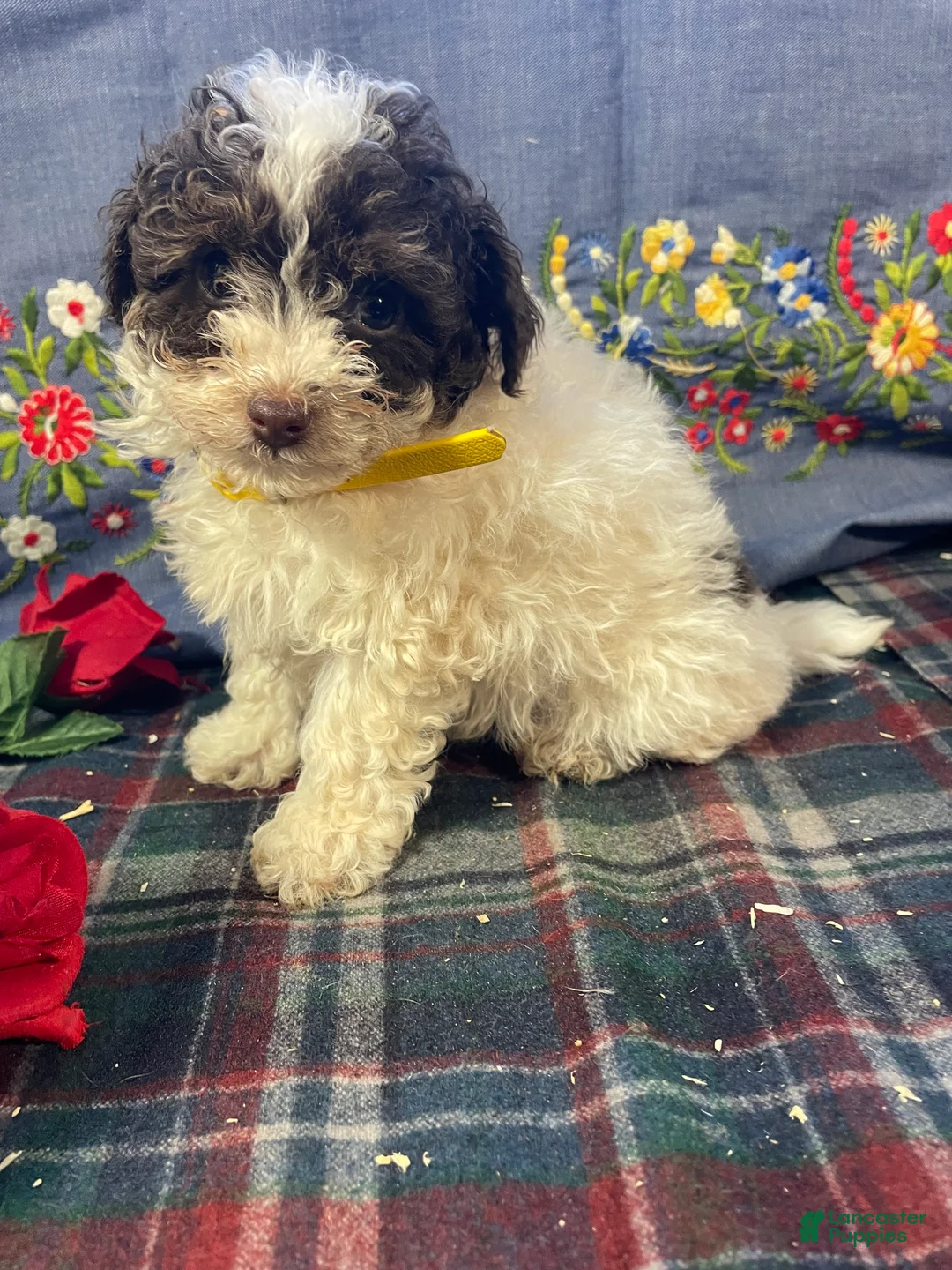 Yorkiepoo dogs for sale: Piper - Ad 3