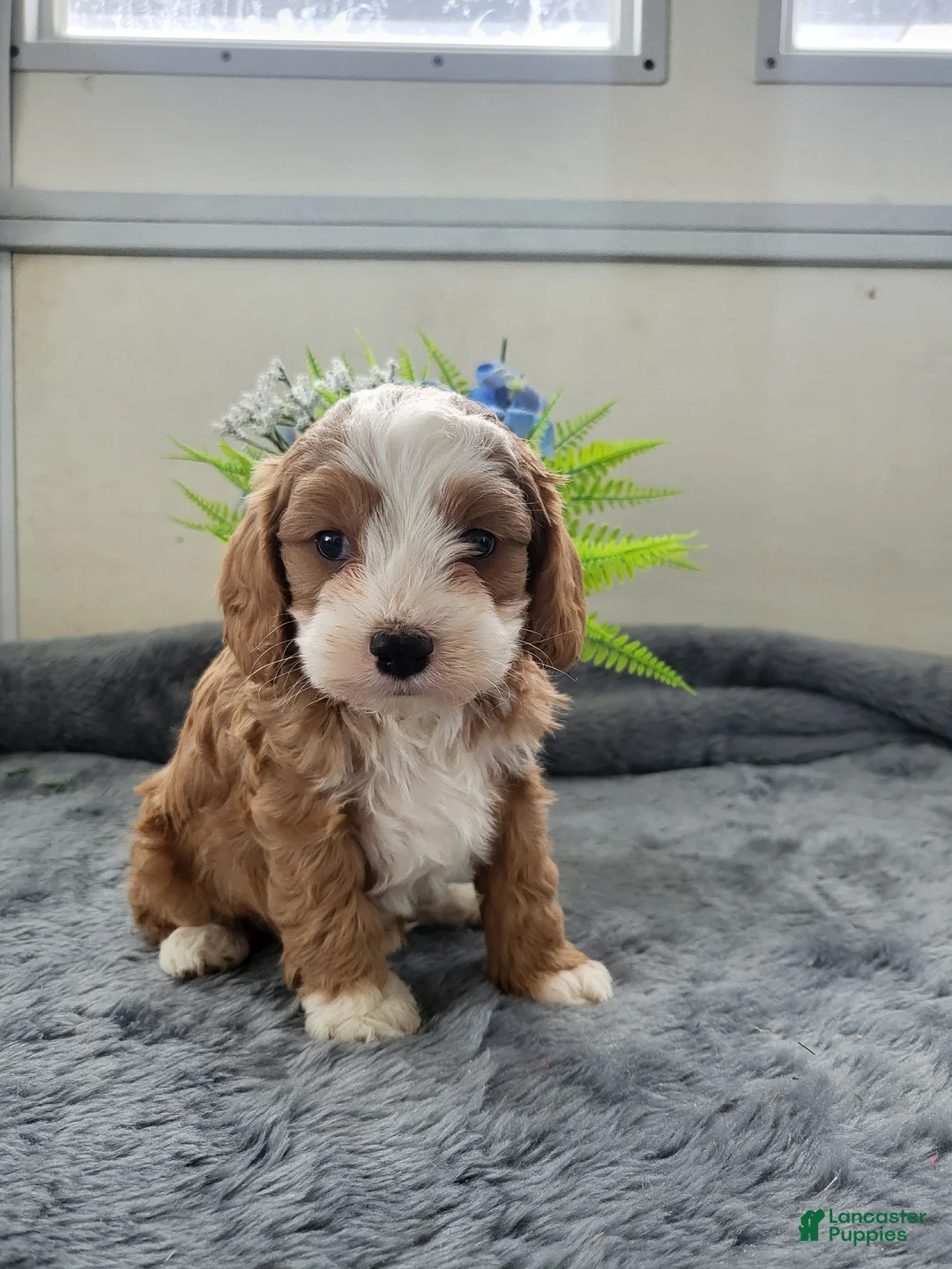 Cavapoo dogs for sale: Cavapoo 2 Puppy Cooper - Ad 1
