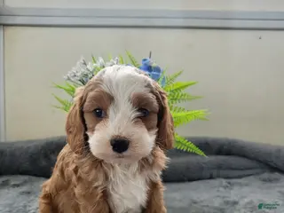 Cavapoo dogs Cavapoo 2 Puppy Cooper - Ad 10