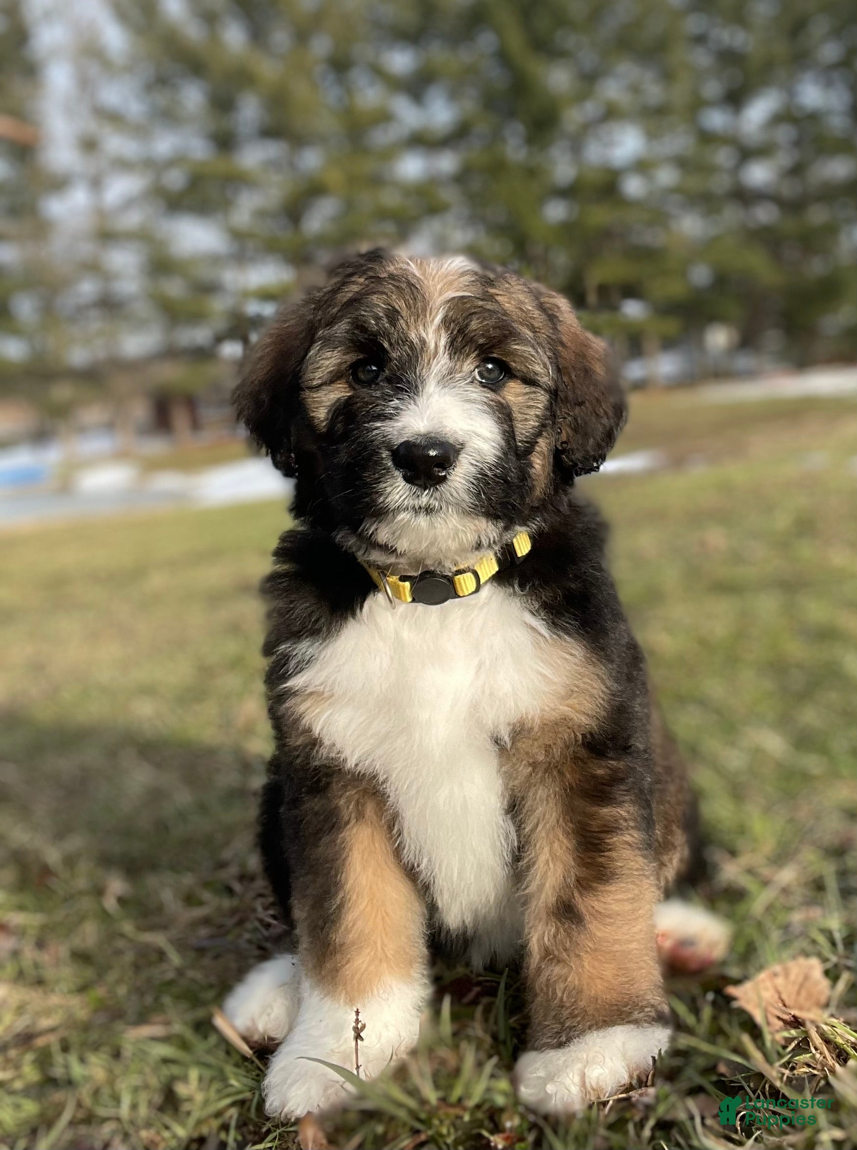 Bernedoodle dogs Daisy - Ad 1