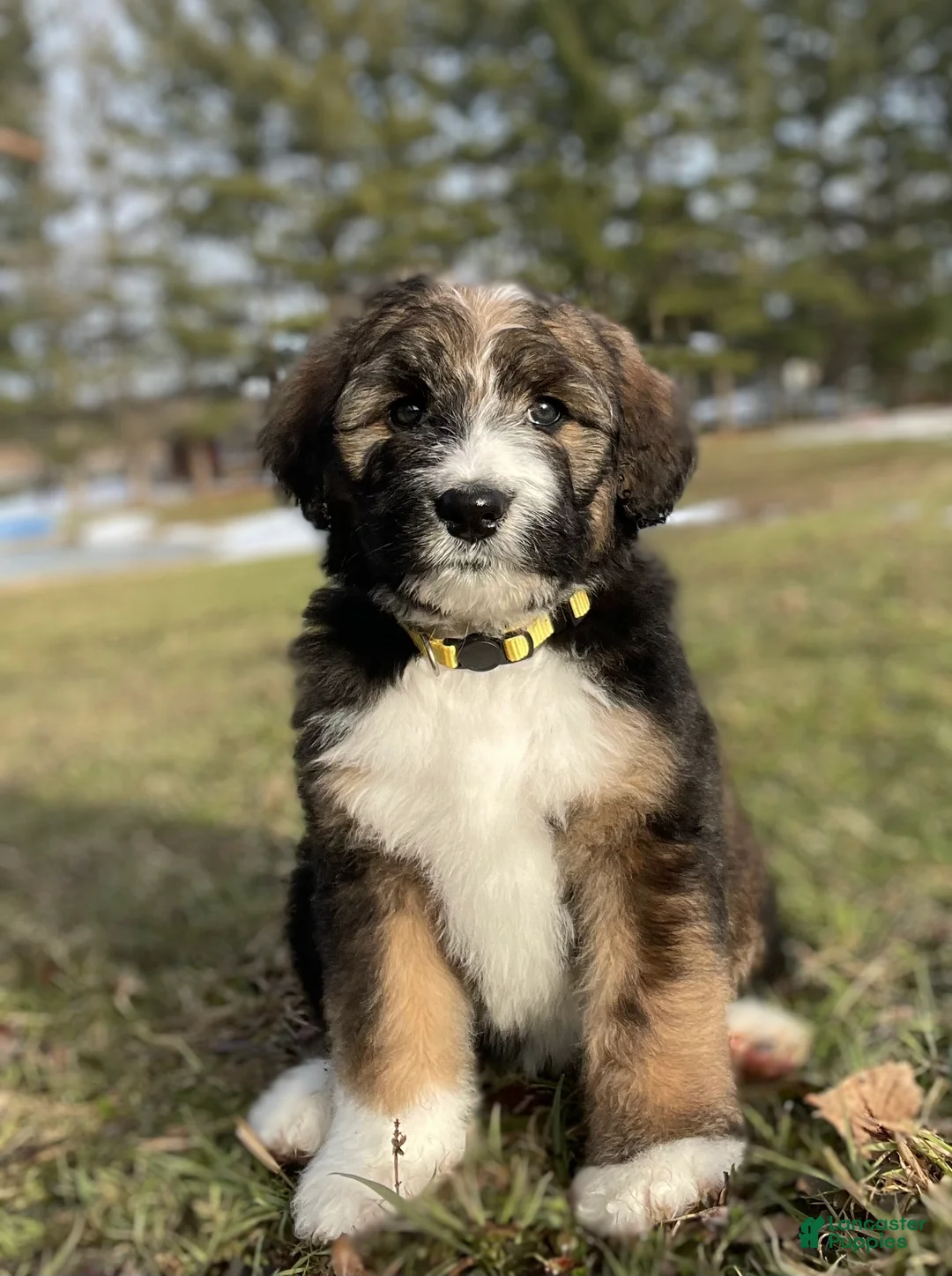 Bernedoodle dogs for sale: Daisy - Ad 1
