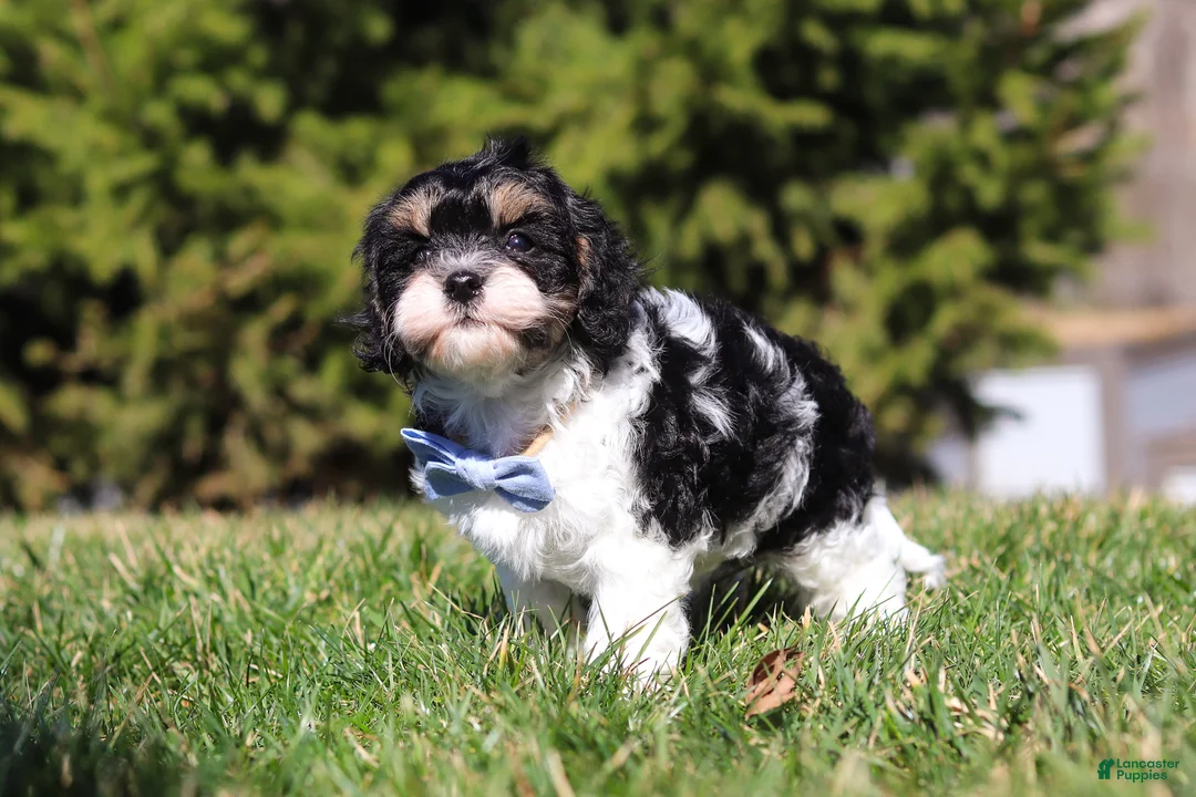 Cavapoo dogs for sale: Jack  - Ad 2