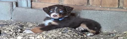 Australian Shepherd dogs for sale: Australian Shepherd Puppy "Peets" - Ad 6