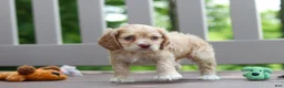 Cocker Spaniel dogs for sale: Theo - Ad 3