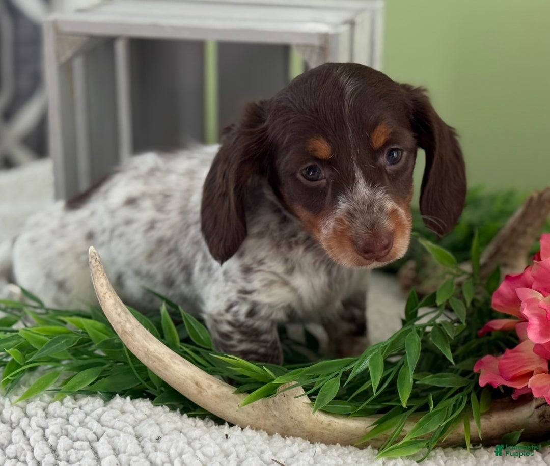 Miniature Dachshund dogs for sale: Jaida - Ad 5