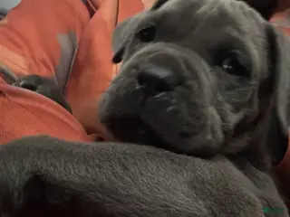 Cane Corso dogs Thor - Ad 19