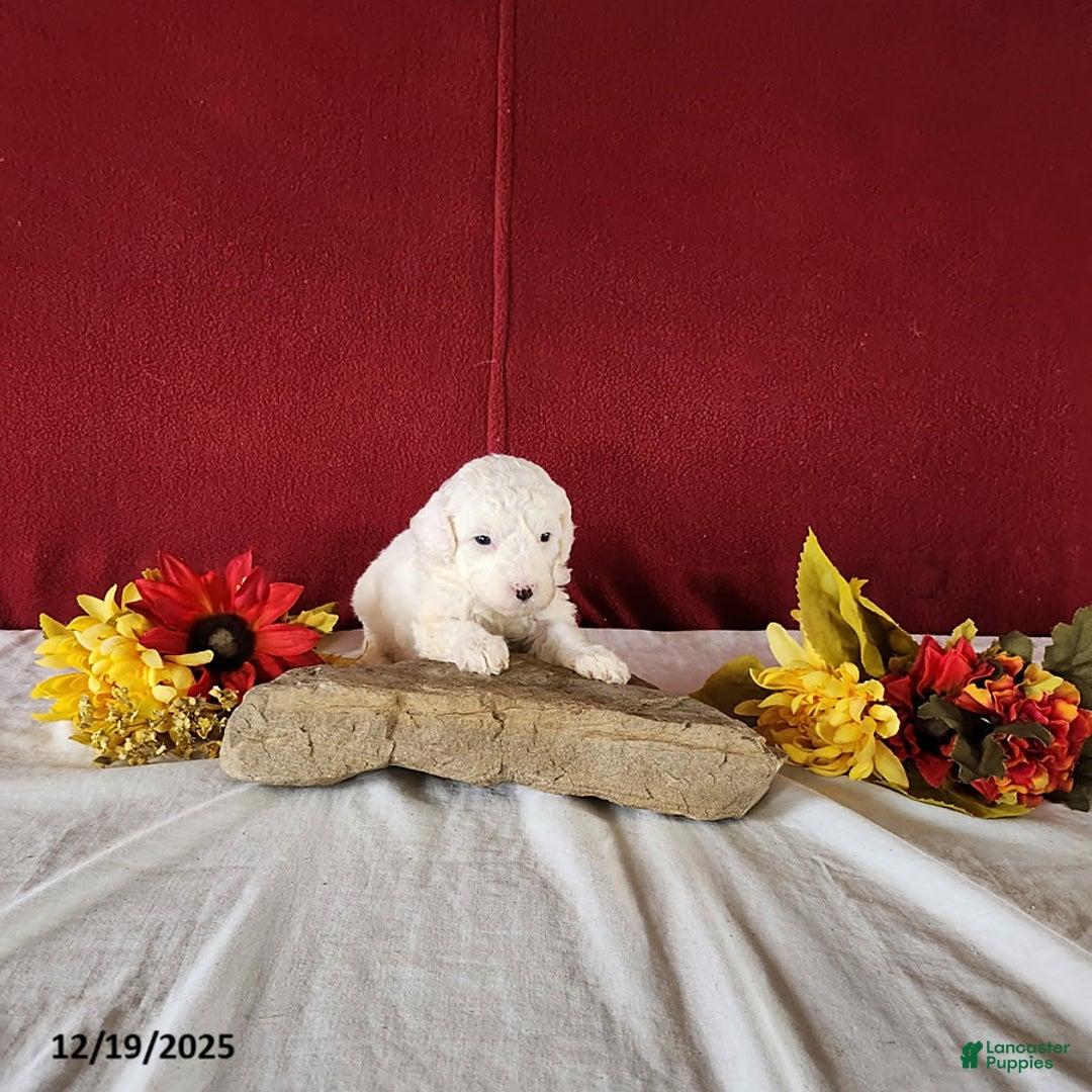 Cavapoo dogs for sale: Tee Cup - Ad 2